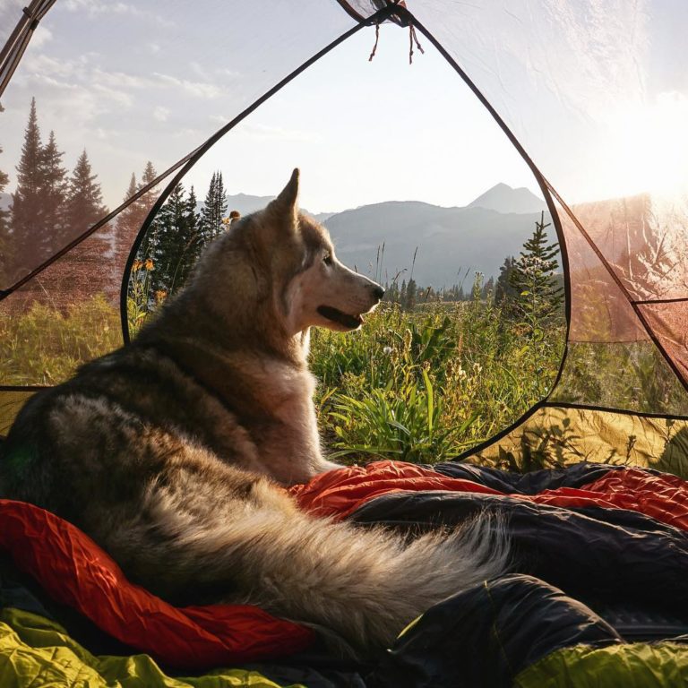 Comment parcourir le monde avec son chien ?