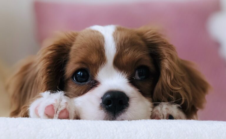 Conseils chiens